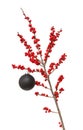 Ilex verticillata or winterberry Royalty Free Stock Photo