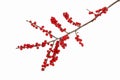 Ilex verticillata winterberry Royalty Free Stock Photo