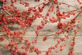 Ilex verticillata winterberry on wooden table Royalty Free Stock Photo