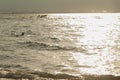 Ilhabela beach, Sao Paulo, Brazil.