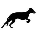 Ilhouette of a running Greyhound dog. Image of a relative of a wolf. Royalty Free Stock Photo