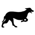 Ilhouette of a running Greyhound dog. Image of a relative of a wolf. Royalty Free Stock Photo