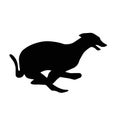 Ilhouette of a running Greyhound dog. Image of a relative of a wolf. Royalty Free Stock Photo