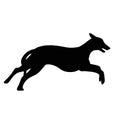 Ilhouette of a running Greyhound dog. Image of a relative of a wolf. Royalty Free Stock Photo