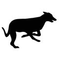 Ilhouette of a running Greyhound dog. Image of a relative of a wolf. Royalty Free Stock Photo