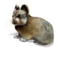 Ili pika Royalty Free Stock Photo