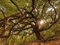 Ilice albero secolare- Ilice di Carrinu sul vulcano Etna in Sicilia Royalty Free Stock Photo