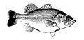 IlIlustration of largemouth bass fish on white backgorund