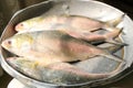 Ilish Hilsa Fish Royalty Free Stock Photo