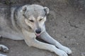 Shepherd dogs guarding a sheep flock near Ilisu, a Greater Caucasus village in north-western Azerbaijan Royalty Free Stock Photo