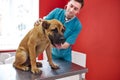 Ill dog is examined by vet with the use of stethoscope Royalty Free Stock Photo