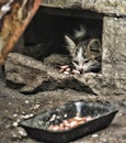 Ill homeless kitten eats