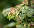 Ill leaves of currant infected by gallic aphids Royalty Free Stock Photo