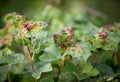 Ill leaves of currant infected by gallic aphids Royalty Free Stock Photo