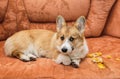 Ill-mannered prankster red dog puppy Corgi with bad behavior lying on the couch and made a hole and tore the upholstery with foam Royalty Free Stock Photo