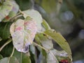 Ill pear leaves. Fungal disease. Orange spots on pear tree. Rust - disease of a pear. Pear leaf with Gymnosporangium sabinae Royalty Free Stock Photo