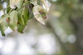 Ill pear leaves. Fungal disease. Orange spots on pear tree. Rust - disease of a pear. Pear leaf with Gymnosporangium sabinae Royalty Free Stock Photo