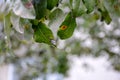 Ill pear leaves. Fungal disease. Orange spots on pear tree. Rust - disease of a pear. Pear leaf with Gymnosporangium sabinae Royalty Free Stock Photo