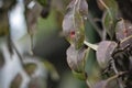 Ill pear leaves. Fungal disease. Orange spots on pear tree. Rust - disease of a pear. Pear leaf with Gymnosporangium sabinae Royalty Free Stock Photo