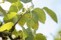 Ill pear leaves. Fungal disease. Orange spots on pear tree. Rust - disease of a pear. Pear leaf with Gymnosporangium sabinae Royalty Free Stock Photo