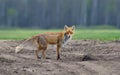 Ill Red fox suffers from mange disease