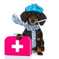Ill sick dog with illness Royalty Free Stock Photo