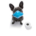 Ill sick dog with illness and face mask , cornavirus all over Royalty Free Stock Photo