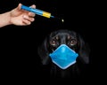 Ill sick dog with illness and face mask , virus all over Royalty Free Stock Photo