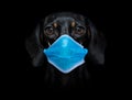 Ill sick dog with illness and face mask , virus all over Royalty Free Stock Photo