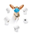 Ill sick dog with illness and paper rolls Royalty Free Stock Photo