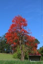 Illawarra Flame tree flowering