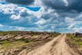 Illegal cutted pine logs near a forest road Royalty Free Stock Photo