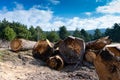 Illegal cutted pine logs near a forest road in Romania Royalty Free Stock Photo