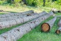 Illegal cutted pine logs in the woods, lefted behind