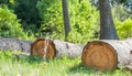 Illegal cutted pine logs in the woods