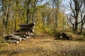 Illegal cutting of forests. Large logs lie in a clearing in the forest after cutting down perennial trees. Forest theft Royalty Free Stock Photo