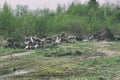 Illegal dumping of various garbage among the lush greenery of the forest Royalty Free Stock Photo