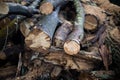 Pile of chopped firewood in a forest, close-up