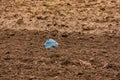 Illegal garbage disposal of a plastic bottle on the field in environment by litterer Royalty Free Stock Photo