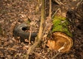 Illegal garbage disposal. Waste tire disposal in forest. Old automobile tyre thrown out in autumn forest, pollution of Environment