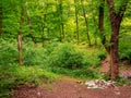 Illegal garbage dump in forest