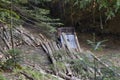 Illegal logging in Carpathians. Lumber carrier unloading stolen tree trunks on a forest glade. Ukraine Royalty Free Stock Photo