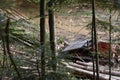 Illegal logging in Carpathians. Lumber carrier unloading stolen tree trunks on a forest glade. Ukraine Royalty Free Stock Photo