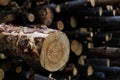 Illegal logging, wood close-up Royalty Free Stock Photo