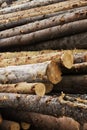 Illegal logging, wood close-up Royalty Free Stock Photo