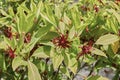 Illicium floridanum plant