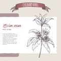 Illicium verum aka star anise or badiane sketch. Culinary herbs series.