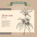 Illicium verum aka star anise or badiane sketch. Green apothecary series.