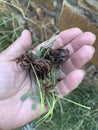 Illinois Bundleflower ripe seed pods in a woman's hand