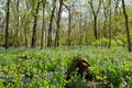 Illinois Canyon wild flowers in spring Starved Rock State Park Illinois Royalty Free Stock Photo